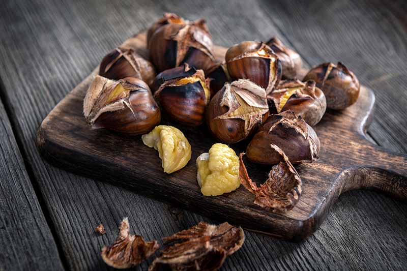 A close up horizontal image of roasted chestnuts set on a wooden chopping board.