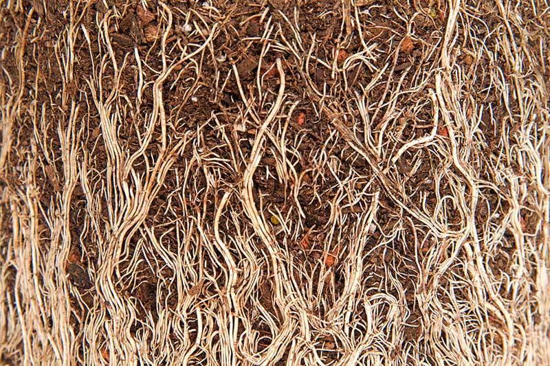 A close up horizontal image of the tangled roots of a root bound plant.