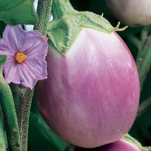 A close up square image of Solanum melongena 'Rosa Bianca' growing in the garden pictured on a soft focus background.