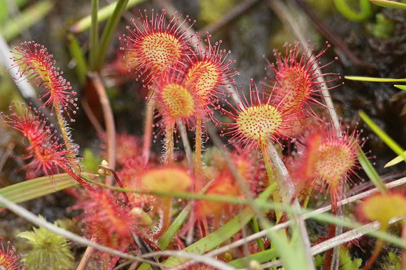 A close up horizontal image of sundew (Drosera) growing in a pot indoors pictured on a soft focus background.