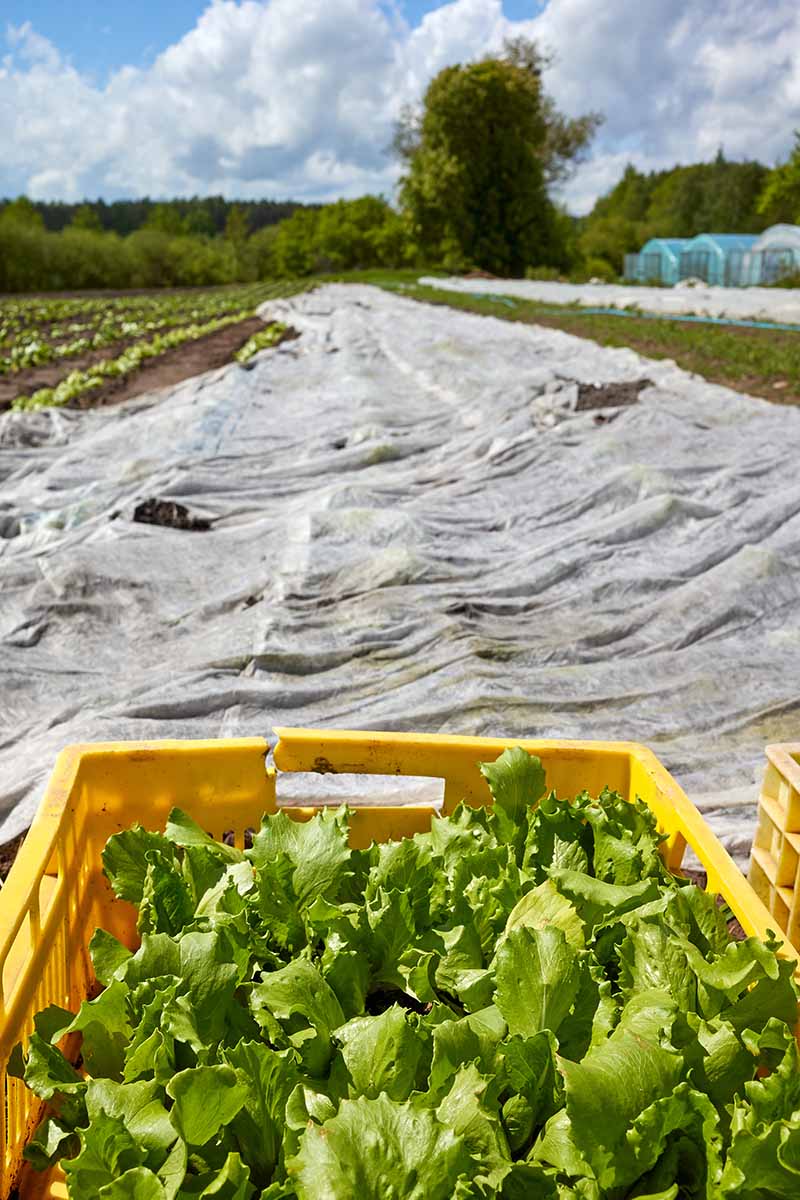 A vertical image of a commercial lettuce planting covered with row covers, and freshly harvested vegetables in yellow plastic boxes.