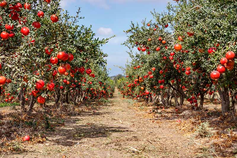 A horizontal image of rows of pomegranate trees with ripe fruits growing in an orchard.