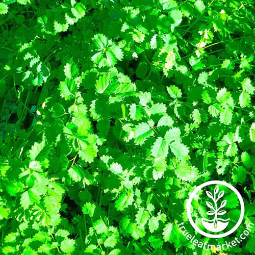 A close up square image of salad burnet growing in the garden pictured in bright sunshine. To the bottom right of the frame is a white circular logo with text.