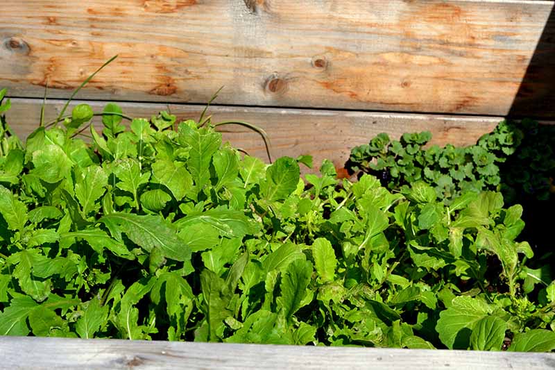 A close up horizontal image of fresh salad greens growing in a wooden raised bed cold frame.