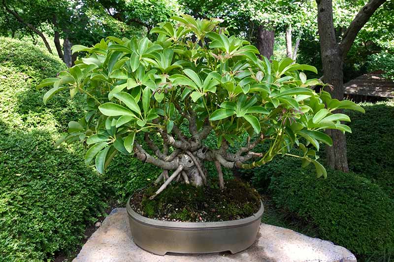 A close up horizontal image of an umbrella tree trained to grow as a bonsai in a small pot set outside on a decorative rock.