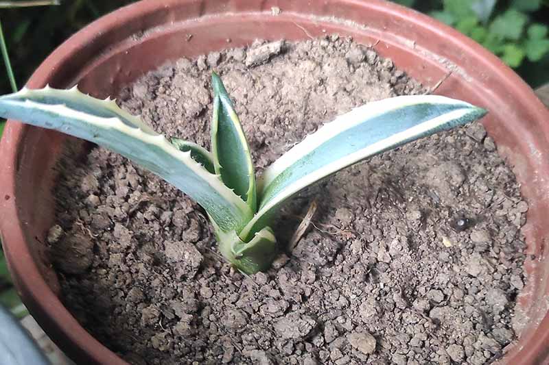 A close up horizontal image of a small variegated agave plant growing in a terra cotta pot.