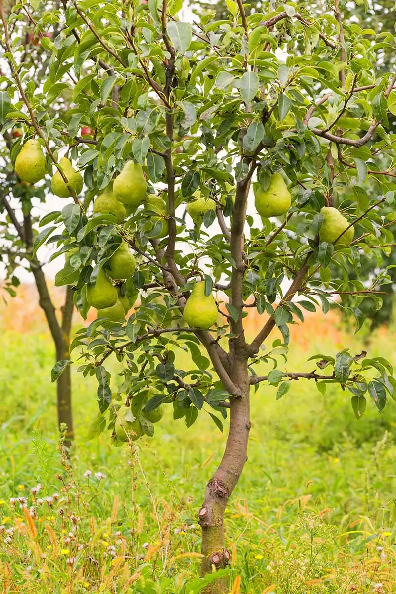 Cận cảnh hình ảnh thẳng đứng của một cây lê nhỏ đang phát triển trong vườn cây ăn quả ở sân sau.
