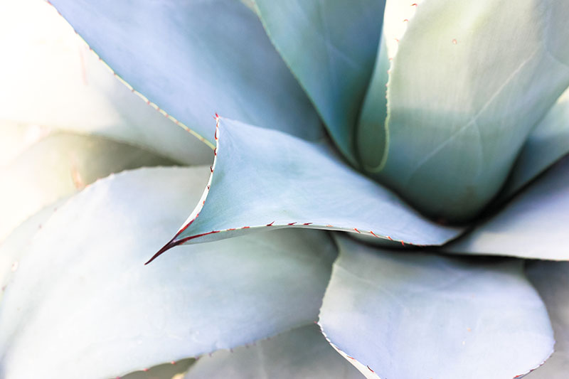 A close up horizontal image of the spiny leaves of the agave plant pictured on a soft focus background.