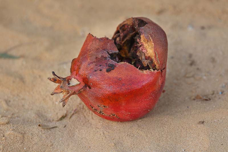 A close up horizontal image of a pomegranate that has dropped off the tree and cracked open, rotting inside.