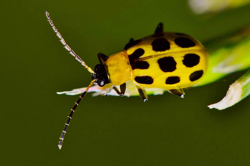 A close up horizontal image of a black and yellow cucumber beetle on the tip of a branch pictured on a soft focus background.