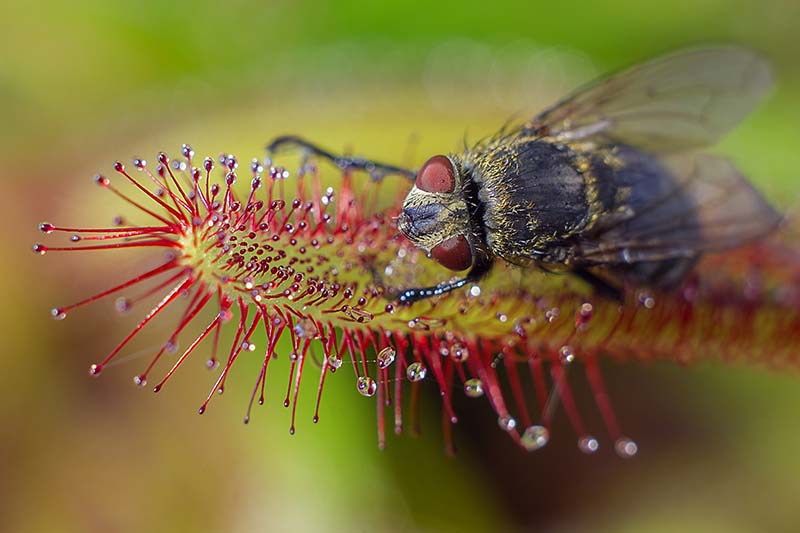 A close up horizontal image of a sundew plant that has caught a fly pictured on a soft focus background.