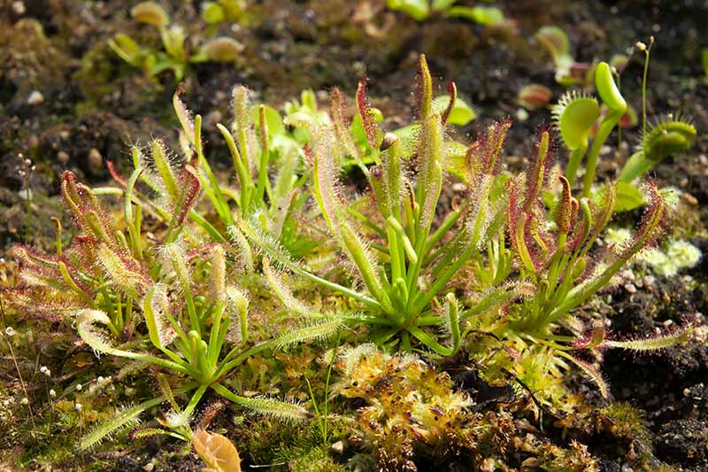 A close up horizontal image of sundew and Venus flytraps growing in a mixed terrarium.