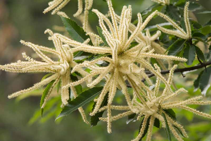A close up horizontal image of the flowers of a sweet chestnut tree pictured on a soft focus background.