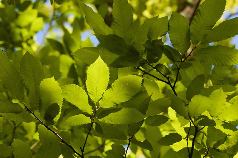 A close up horizontal image of the foliage of a European chestnut tree pictured in light filtered sunshine.