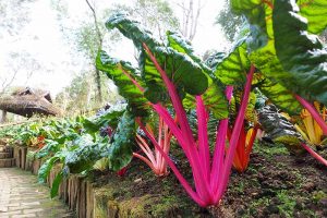 9 Diseases That Can Destroy Your Swiss Chard