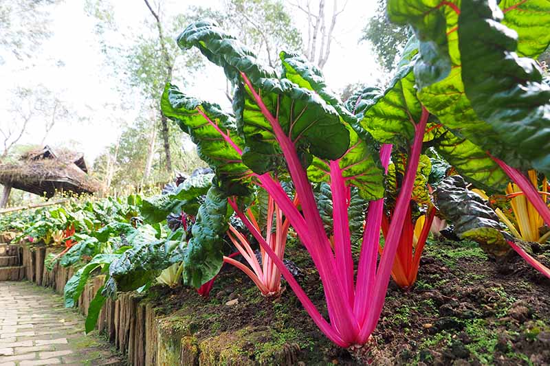 A close up horizontal image of Swiss chard plants growing in a raised garden next to a pathway.
