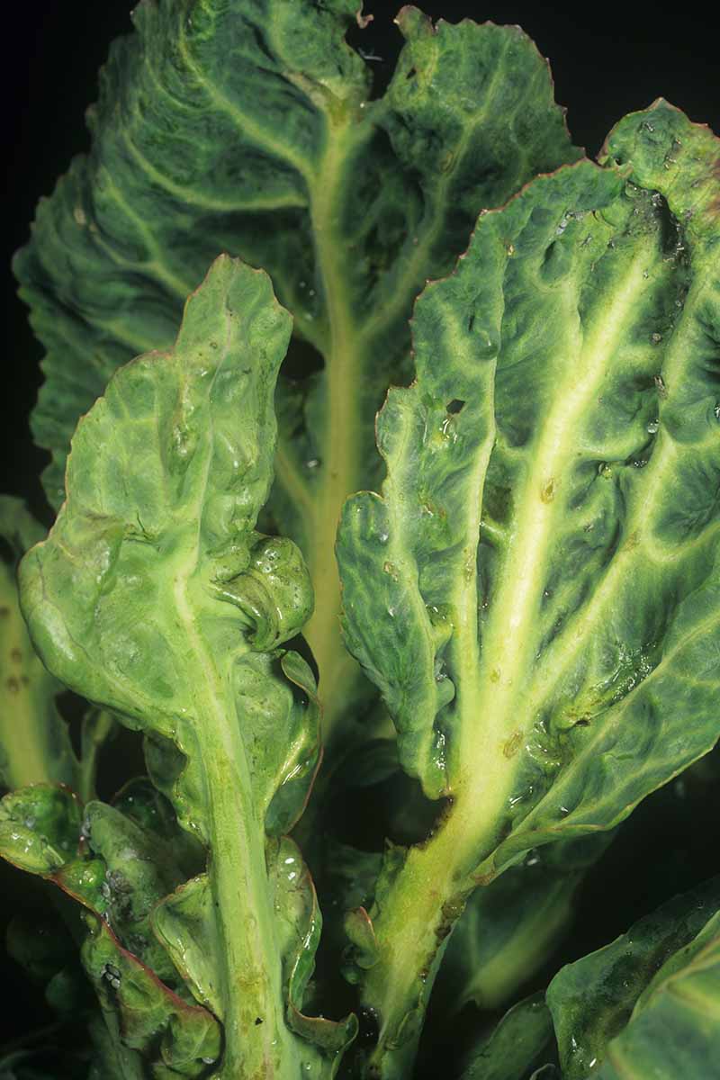 A close up vertical image of a brassica suffering from turnip mosaic virus pictured on a dark background.