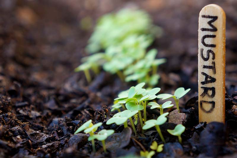 A close up horizontal image of tiny microgreens growing in dark rich soil.