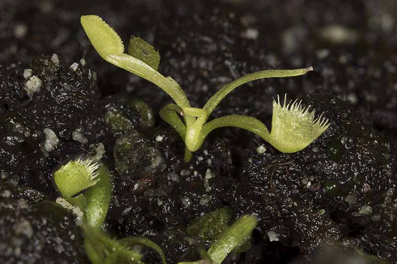 A close up horizontal image of tiny Venus flytrap seedlings growing in rich soil.
