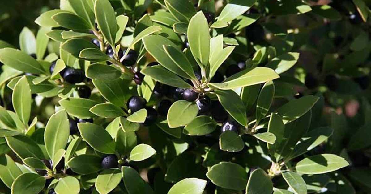 Image of Inkberry holly berries on a branch