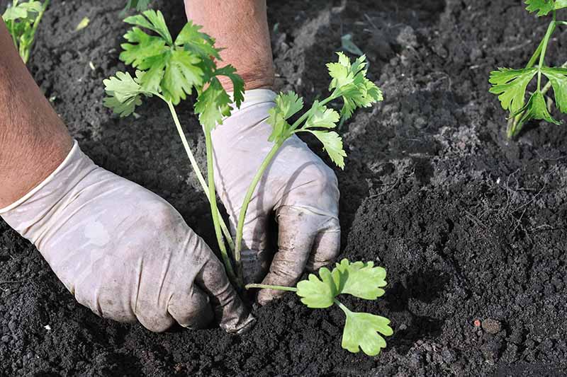 A close up horizontal image of two gloved hands transplanting a celery seedling into dark, rich soil.