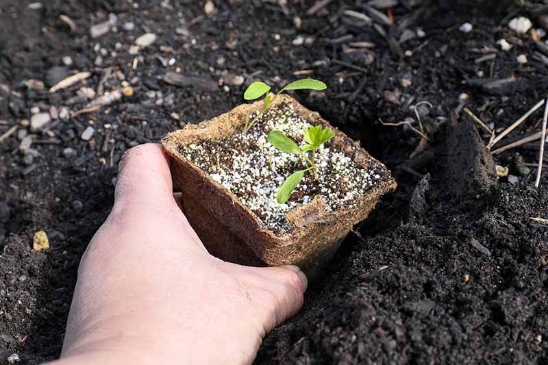 A close up horizontal image of a hand from the left of the frame transplanting a small biodegradable pot with seedlings in the garden.