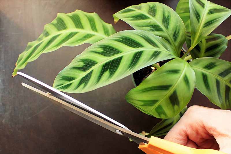 A close up horizontal image of a hand from the right of the frame holding a pair of scissors snipping the tips off the leaves of a houseplant.