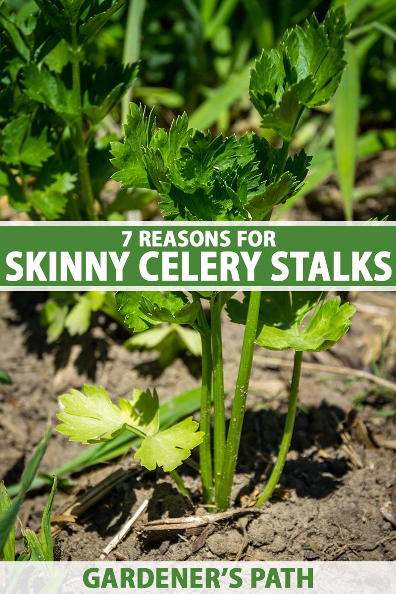 A close up vertical image of celery plants growing in the garden with very thin stalks, pictured in bright sunshine fading to soft focus in the background. To the center and bottom of the frame is green and white printed text.