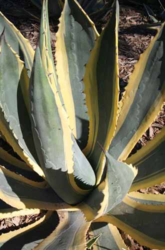 A close up vertical image of Agave americana 'Variegata' growing in the garden pictured in light sunshine.