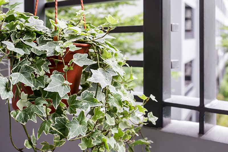 A close up horizontal image of variegated English ivy growing in a hanging basket indoors.