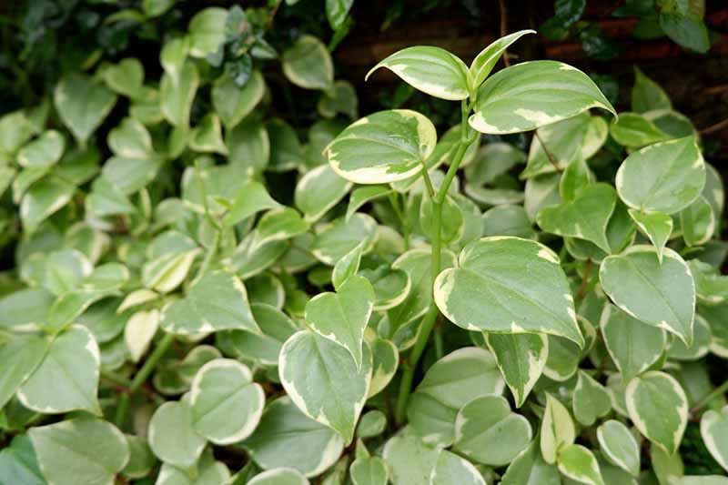 A close up horizontal image of a variegated peperomia plant growing in the garden.