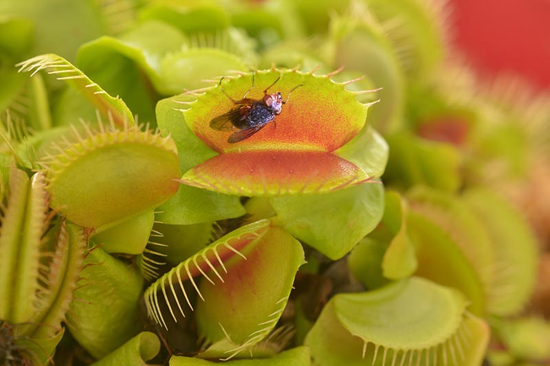 A close up horizontal image of a Venus flytrap with a fly in the trap just before it closes pictured on a soft focus background.