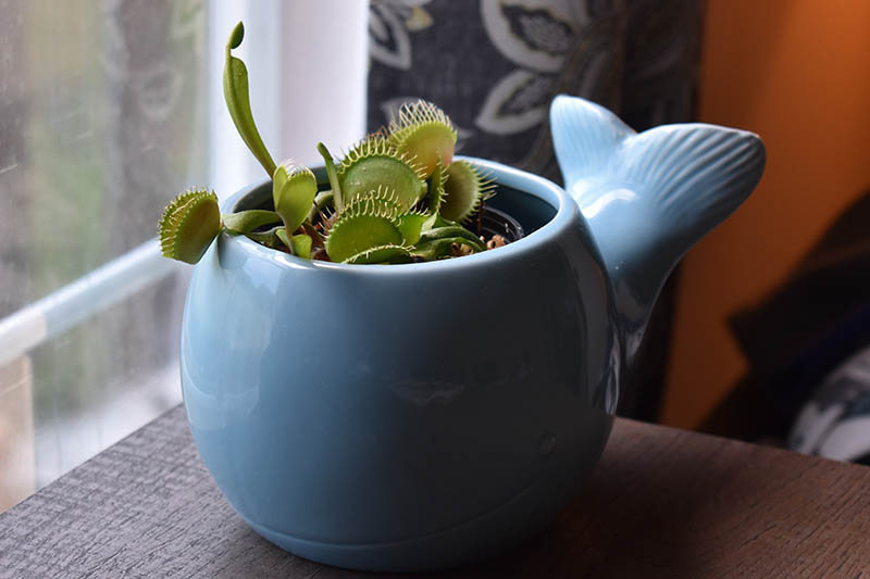 A close up horizontal image of a small Venus flytrap growing in a blue ceramic pot on a windowsill.