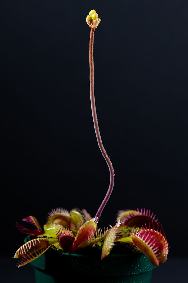 A close up vertical image of a Venus flytrap growing in a small pot that has sent up a long flower stalk pictured on a dark background.