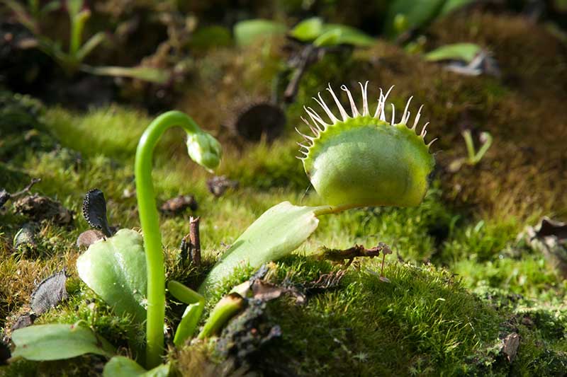 A close up horizontal image of a Venus flytrap with a closed trap.