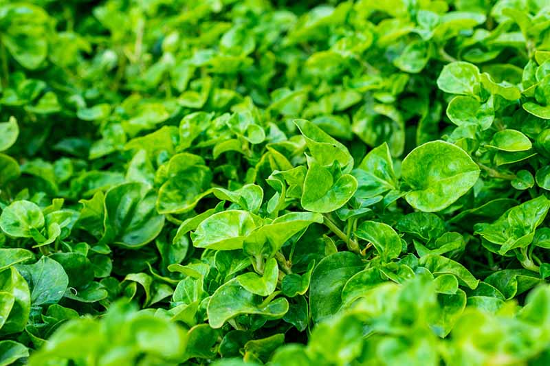 A close up horizontal image of watercress growing in the garden.
