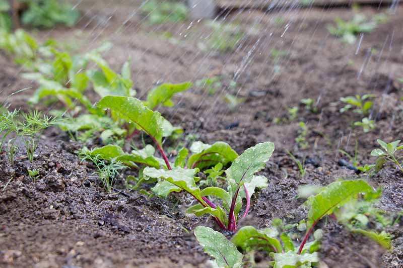 A close up horizontal image of a row of beets growing in the garden being irrigated from above.