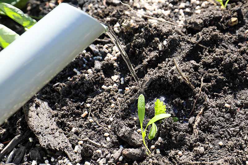 A close up horizontal image of water being poured over a tiny parsnip seedling growing in the garden.