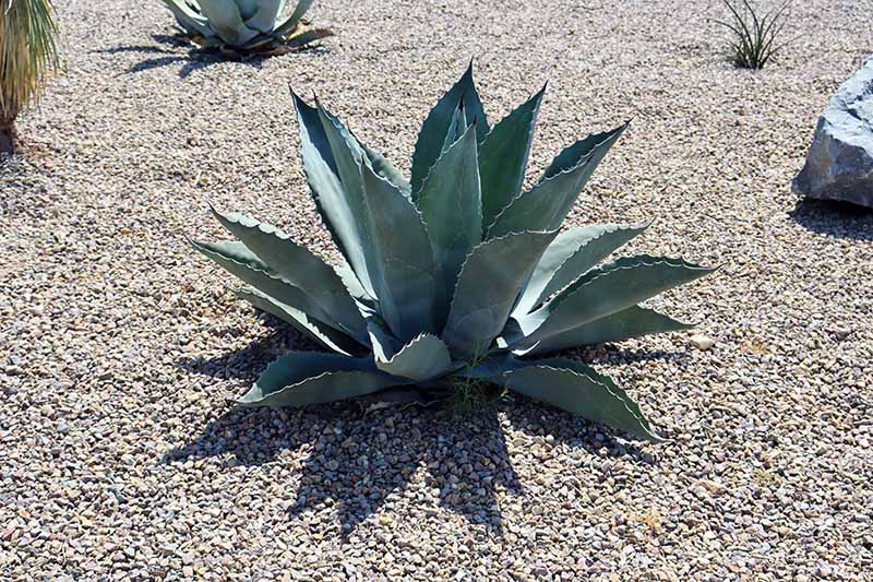 A close up horizontal image of whale's tongue agave growing in a xeriscape surrounded by pea gravel.