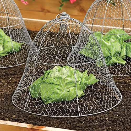 A close up square image of small wire cloches used to protect seedlings.