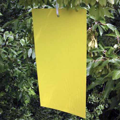 Zbliżenie kwadratowego obrazu żółtej pułapki lepowej zawieszonej w ogrodzie.