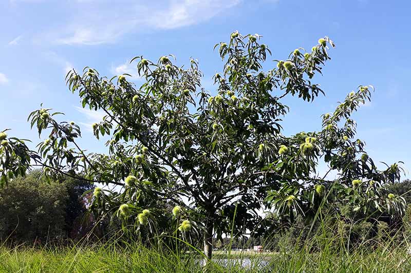 A close up horizontal image of a young American chestnut tree growing in a backyard pictured on a blue sky background.