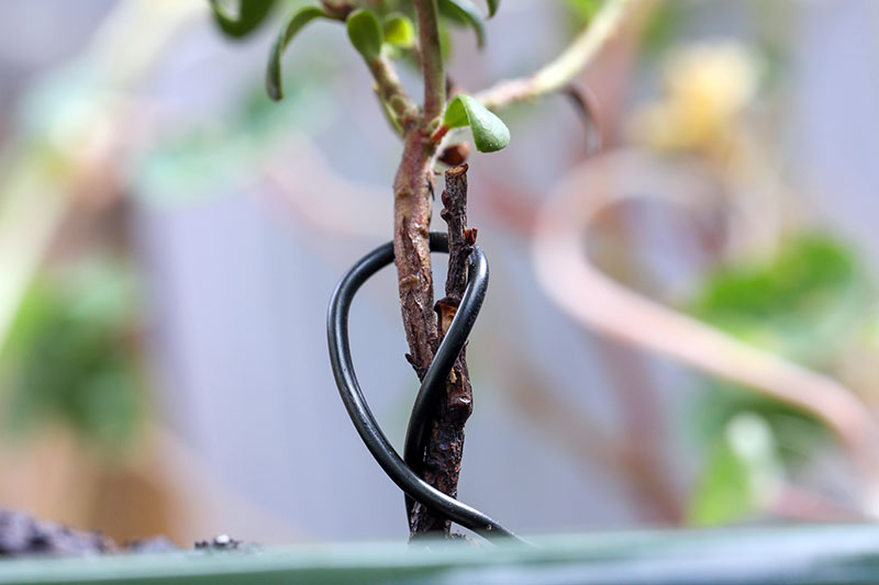 A close up horizontal image of a piece of wire wrapped round the stem of a tree to help train it into a bonsai form.