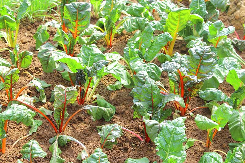 A close up horizontal image of small Swiss chard plants growing in the garden.