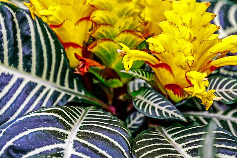A close up horizontal image of Aphelandra squarrosa with variegated leaves and bright yellow flowers.