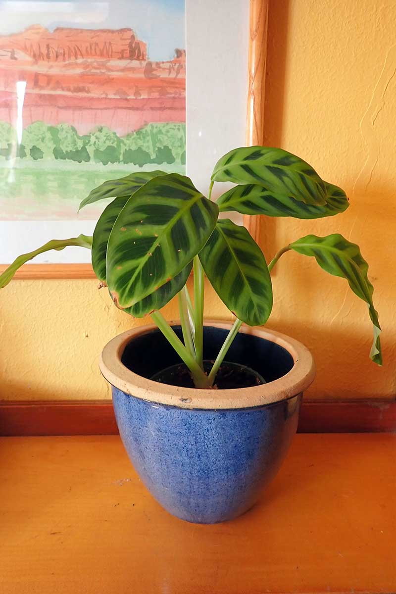 A close up vertical image of a Calathea zebrina plant growing in a ceramic pot set on a wooden surface.