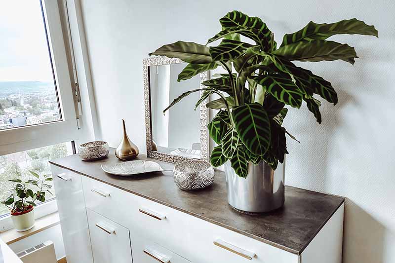Zbliżenie poziomego obrazu doniczkowej rośliny zebra ustawionej na dekoracyjnym stoliku bocznym w mieszkaniu.