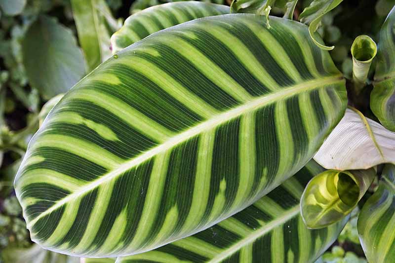A close up horizontal image of a Goeppertia zebrina plant with dark and light green variegated foliage pictured on a soft focus background.