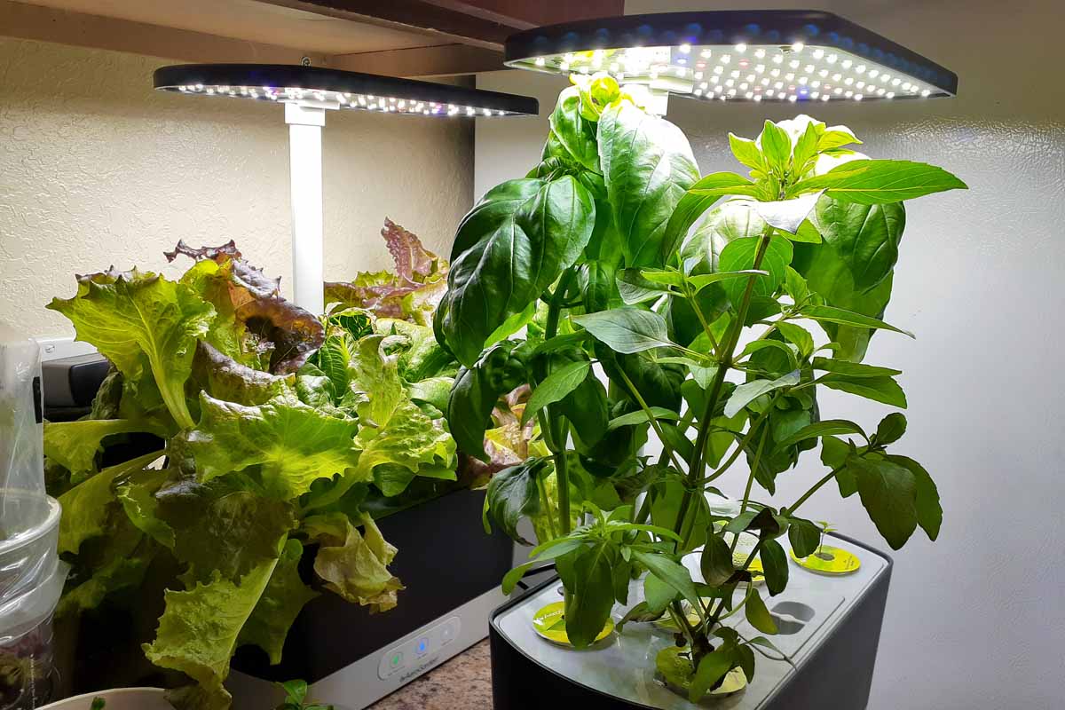 A close up horizontal image of two Aerogarden Harvest Hydroponic Gardens set up indoors.