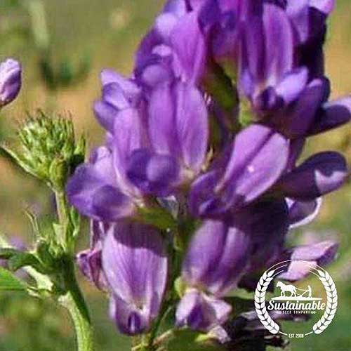 A close up square image of the purple flowers of alfalfa growing in the garden pictured in light sunshine. To the bottom right of the frame is a white circular logo with text.